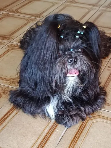 Shih tzu em busca de namorada