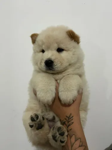 Chow Chow, com pedigree e suporte veterinário gratuito!