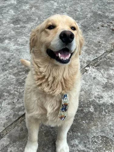 Doação - Golden retrivier