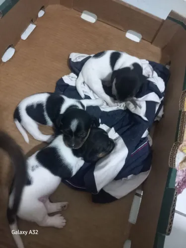 Raça Dachshunds 