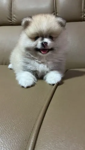 Filhote de Spitz Alemão (Lulu da Pomerânia) - Macho