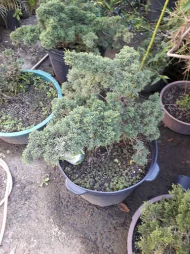 Junipero Kishu - muda - pré bonsai - Porto Alegre RS