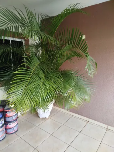 Vaso com coqueiro 