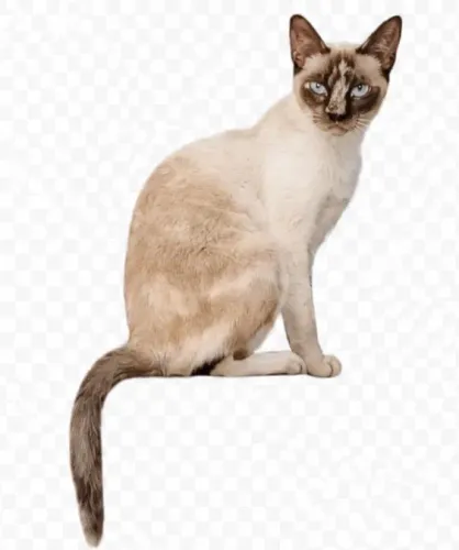 Gatinha vacinada e castrada