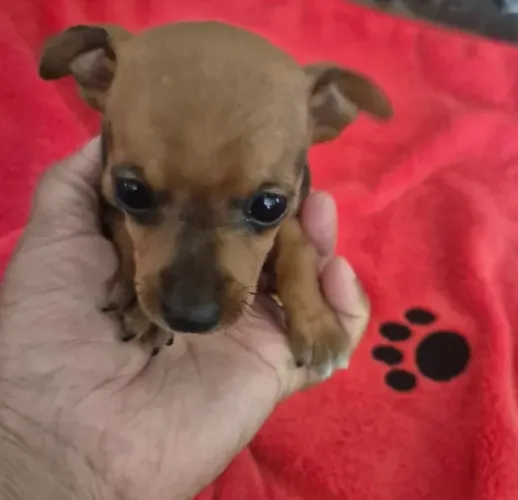 pinscher femea zero 0