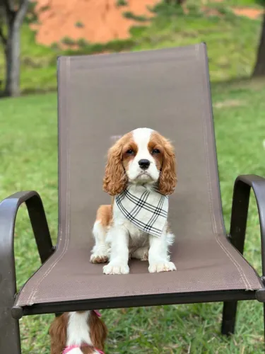 Cavalier king charles spaniel ursinho!!!