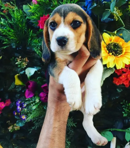Beagle fofinho esperando um lar !!