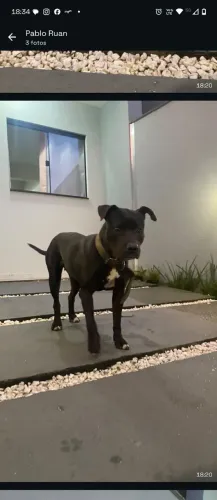 Doação de cachorro American Staffordshire Terrier