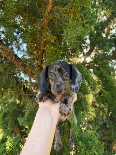 Basset - Macho disponível 