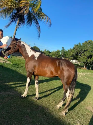 Cavalo mangalarga 