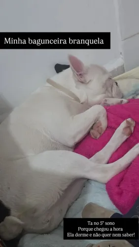 Bulldog Francês fêmea procura namorado