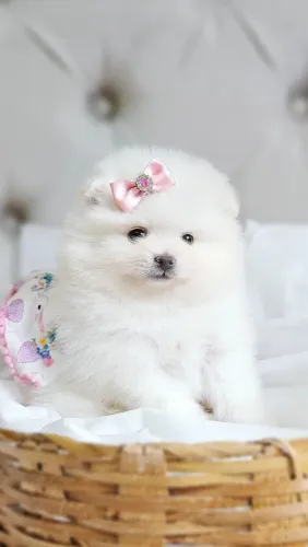 SPITZ ALEMÃO Anãos