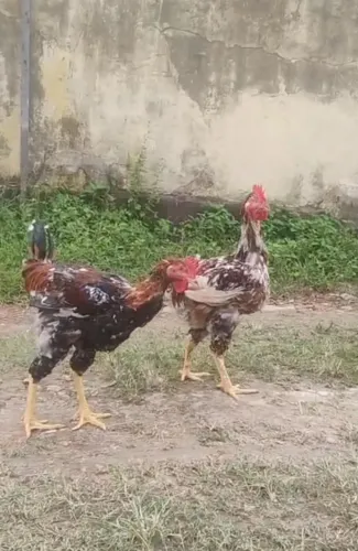Oportunidade 