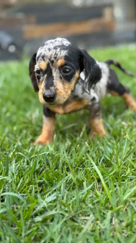 BASSET TECKEL LINHAGEM SELECIONADA PARA COMPANHIA
