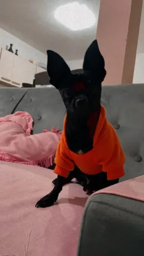 Pinscher 0 para cruzar 