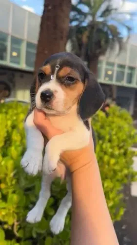 Beagle filhotes