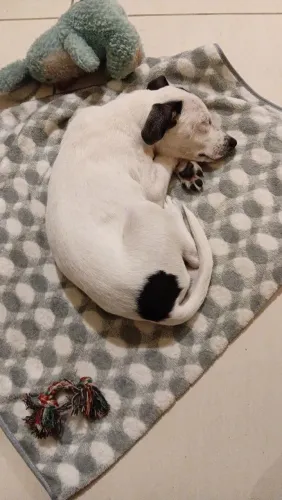 Cachorro filhote fêmea para doação resgatada