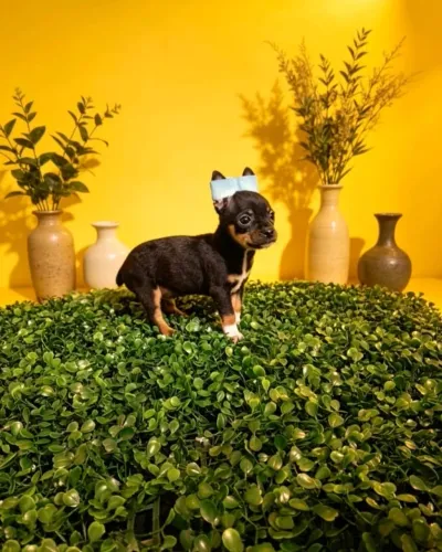 Lindos Filhotes de Pinscher