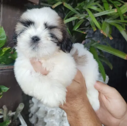 Shitzu Macho PREÇO IMPERDÍVEL