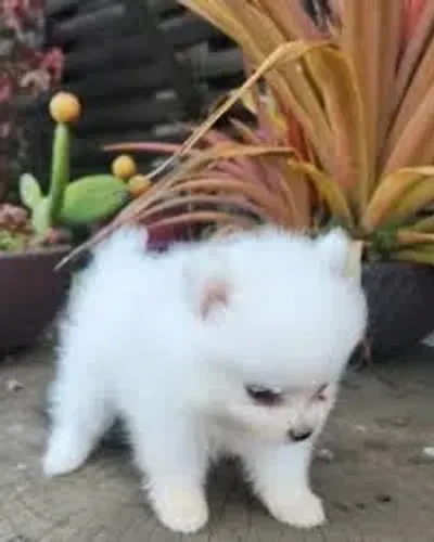 Cachorro Lulu-da-pomerânia
