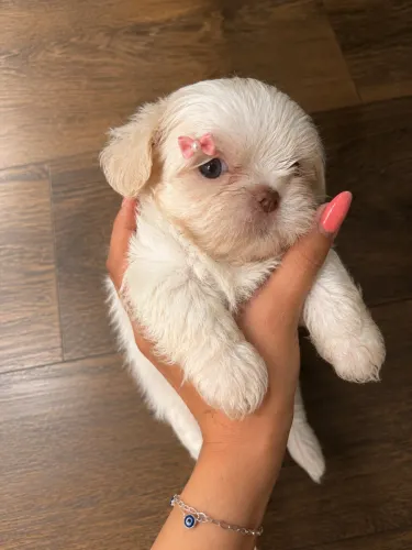 Shihtzu fêmea albina