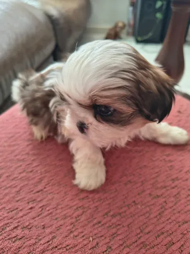 Minis shihtzu puros 