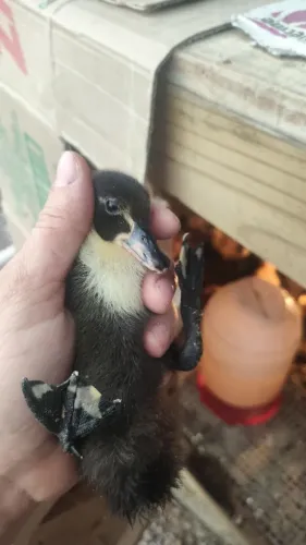Pintinhos