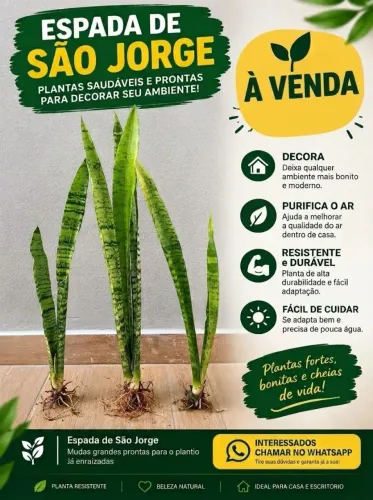 mudas espada de são jorge
