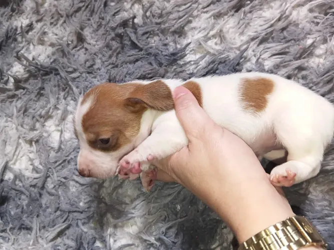 Dachshund piebald macho disponível