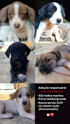 Filhotinhos para doação responsável