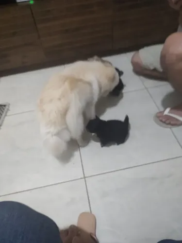 Cachorrinho luluzinho disponível
