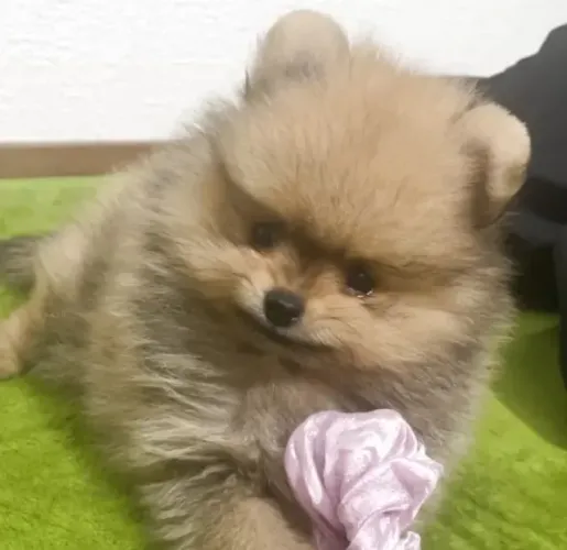 Bebezinho spitz alemão/lulu da pomerânia brincalhão e dócil com família