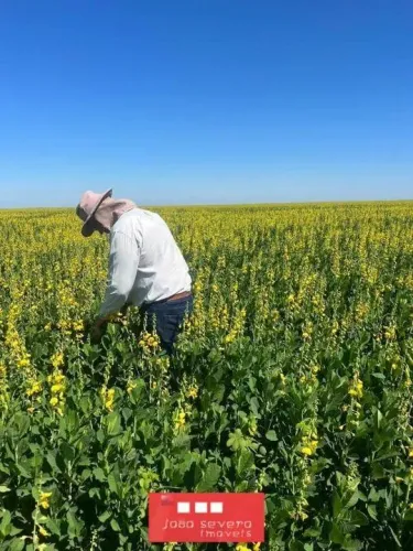Fazenda para Venda em Nova Xavantina