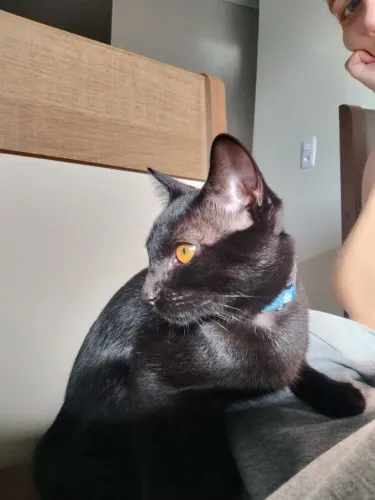 DOAÇÃO GATO MACHO CASTRADO