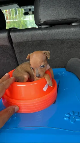 Pinscher 00