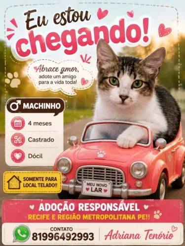 Gatinhos para adoção, já castrado