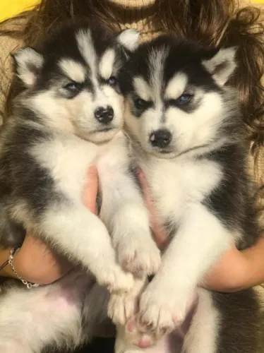 Husky siberiano pelagem linda