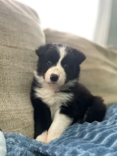 Filhote Fêmea Border Collie Pura - Vacinada e Vermifugada (45 dias)