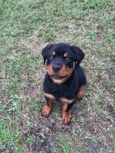 Rottweiler Um verdadeiro rottweiler com todo seu encanto
