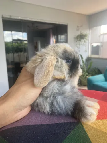 Mini Lop 