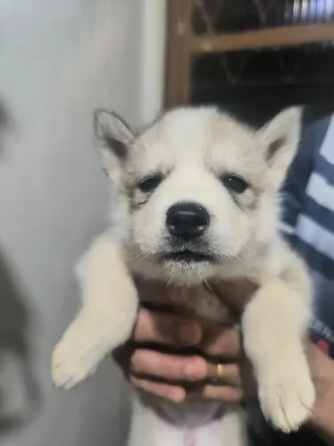 Filhotes de husky seberiano disponível macho 1.000$ fêmea 1.200$