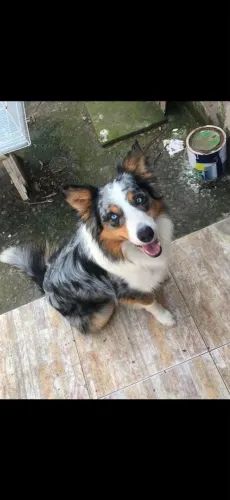 Border collie filhotes machos