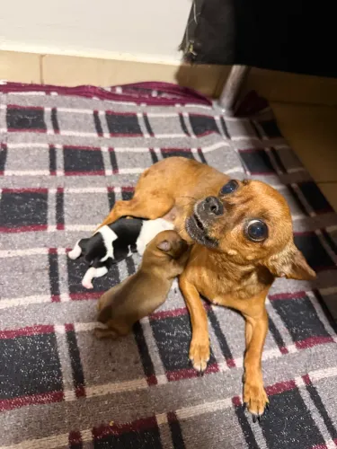 Pinscher