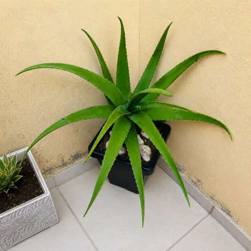 Planta Babosa Gigante ( Aloe Vera)