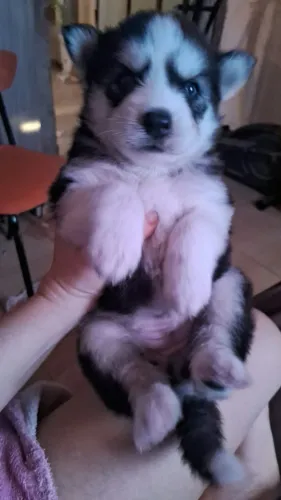 Husky siberiano