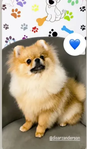 Luls da Pomerânia anão