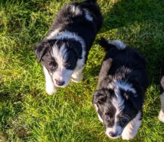 Border collie com alta linhagem