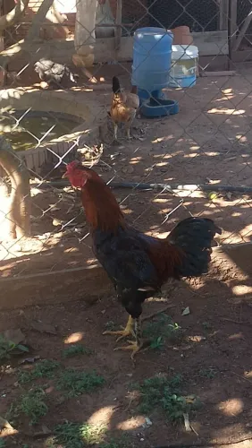 Vendo galo