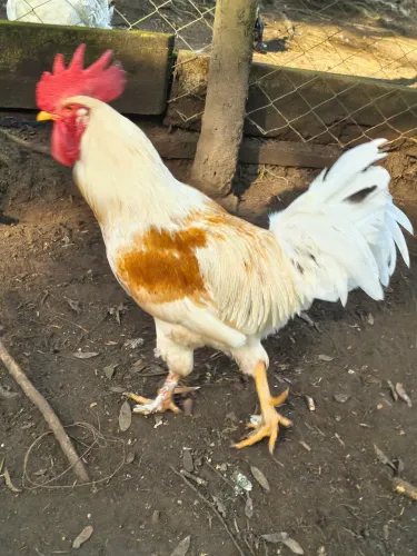 Galos 