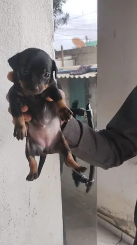 Pinscher miniatura fêmeas